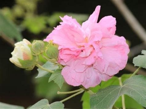 芙蓉草照顧|如何栽種和養護芙蓉樹